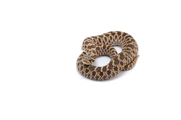 snake isolated on white background