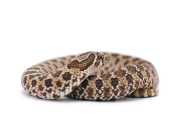 snake isolated on white background
