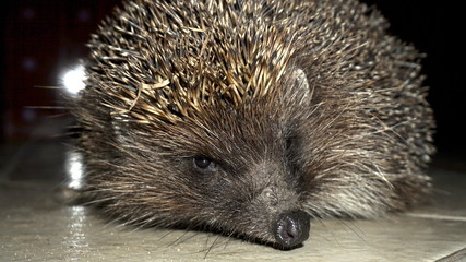 Fototapeta premium West European Hedgehog Wild Mammal Macro Focus