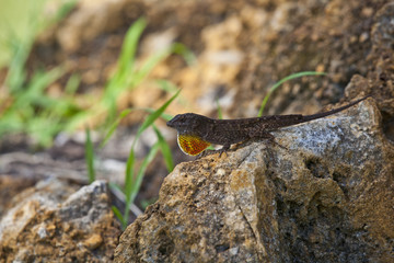 lizard male mating season