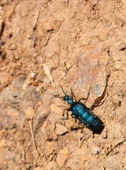 Large turquoise beetle, bug