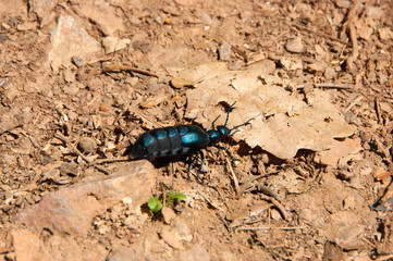Large turquoise beetle, bug