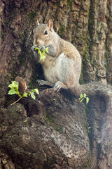 Squirrel in the park with tree