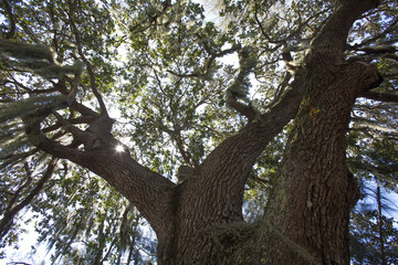 Mysterious Spanish Moss
