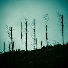 Dead Forest After A Fire