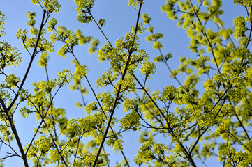 Wiosna na drzewach
