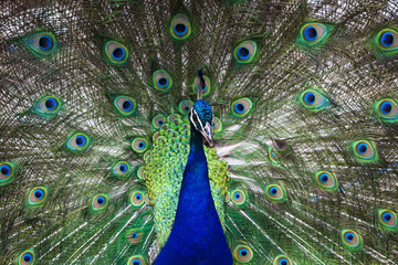 Obraz premium Beautiful peacock
