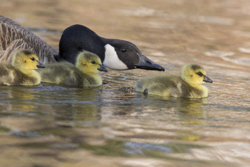 Canada Goose babies