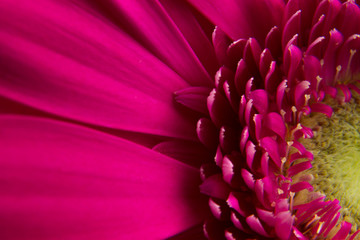 pink flower gerbera leaf is a delicate natural fragrant beautiful