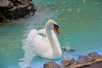 Beautiful White Swan