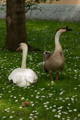 Goose on grass in the park