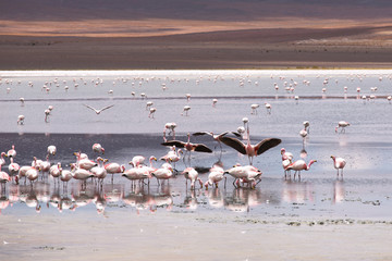 High-altitude lagoon with flamingos on the plateau Altiplano, Eduardo Avaroa Andean Fauna National...