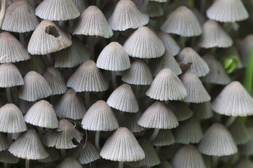 Mushrooms (Coprinus disseminatus) on a stump