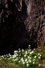 Inscriptions on a tree in chicken