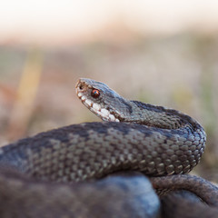 Kreuzotter - Vipera berus
