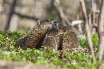 Cute Groundhog family