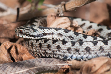 Kreuzotter - Vipera berus