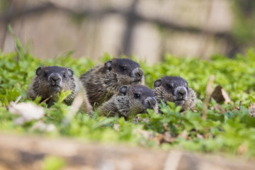 Cute Groundhog family