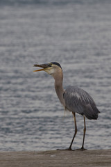 Great Blue Heron- successful fishing