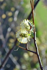 Wierzba iwa - Salix caprea © bnorbert3