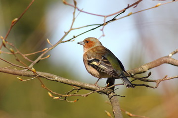 chaffinch