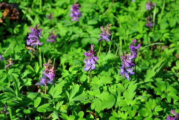 Kokorycz pusta - Corydalis cava