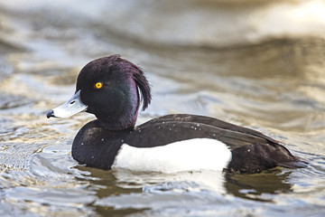 Tufted Duck, (Aythya fuligula), male (drake), Helston, Cornwall, England, UK.