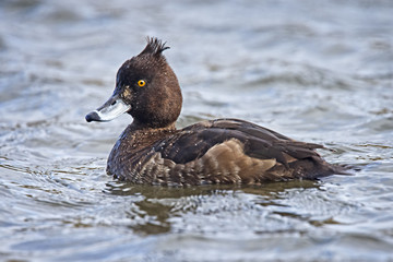 Tufted Duck, (Aythya fuligula), female, Helston, Cornwall, England, UK.