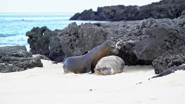 Sea Lions climbing on top of each other on Galapagos island