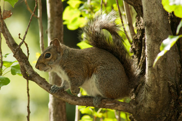 Squirrel in the park with tree