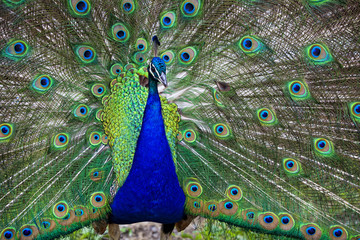 Obraz premium Beautiful peacock