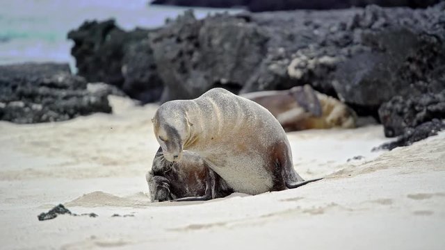 Sea Lion itching behind his ear on Galapagos island