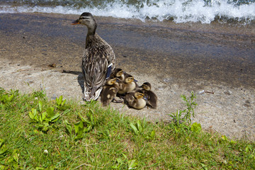 Мом duck and ducklings