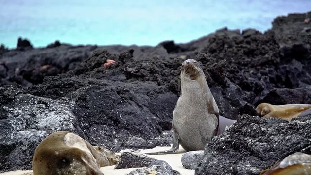 Sea Lions fighting on Galapagos island