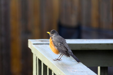 Spring Robin