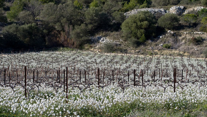 Fototapeta na wymiar Vignes au printemps