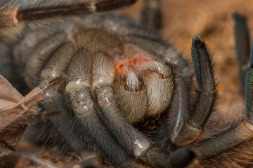 Mexican redknee tarantula shedding it's skin, Brachypelma smithi