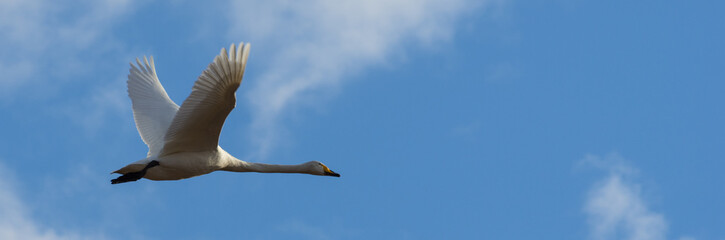 Cygnus cygnus, swan in flight