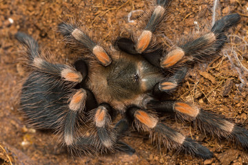 Mexican redknee tarantula shedding it's skin, Brachypelma smithi