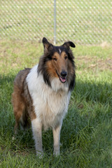 .Rough collie - Scottish shepherd