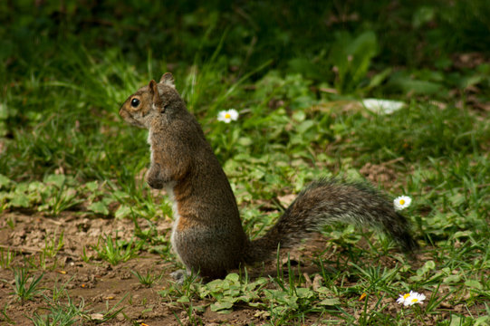 Squirrel in the park with tree