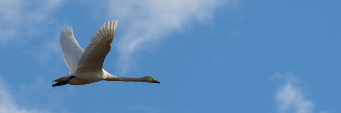 Cygnus Cygnus, Swan In Flight