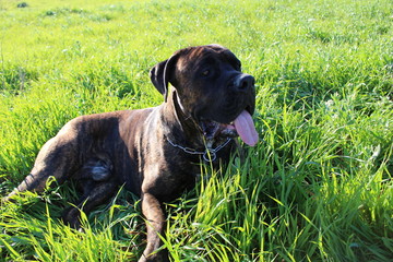 chien de cours italien cane corso dans la nature