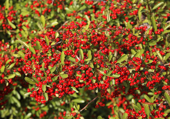 Berry bush  near Evzonoi. Greece