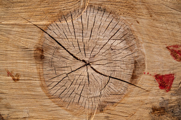 Wooden background, texture severed tree