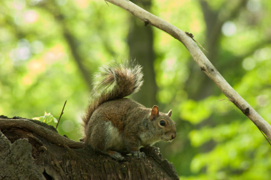 Squirrel in the park with tree