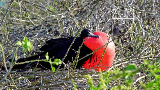 Frigatebird on Galapagos island