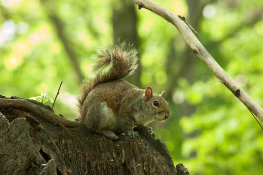 Squirrel in the park with tree