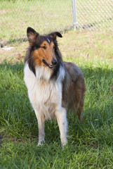 .Rough collie - Scottish shepherd
