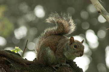 Squirrel in the park with tree